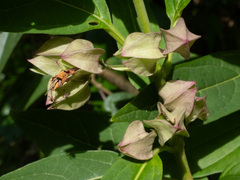 Lucky Clerodendrum (Clerodendrum fortunatum)
