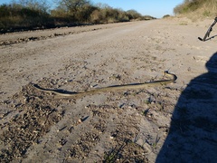 Chironius maculoventris