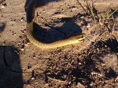 Chironius maculoventris