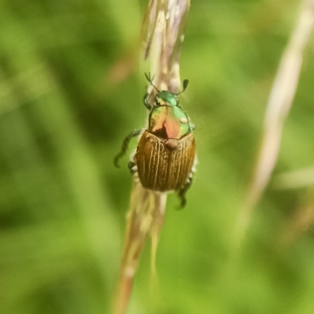 Popillia puncticollis