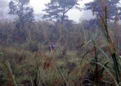 Rhinoceros unicornis