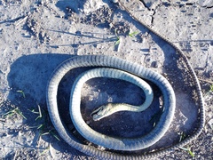 Chironius maculoventris