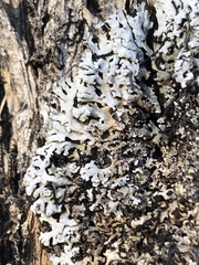 Physconia perisidiosa