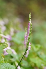Spiranthes sinensis