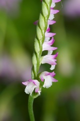Spiranthes sinensis