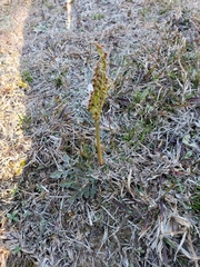 Sceptridium lunarioides