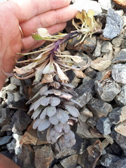 Notothlaspi rosulatum