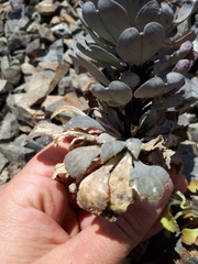 Notothlaspi rosulatum