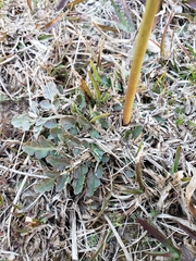 Sceptridium lunarioides