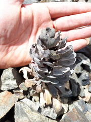 Notothlaspi rosulatum