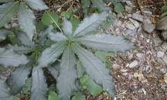 Schefflera digitata
