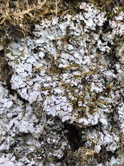 Physconia grumosa