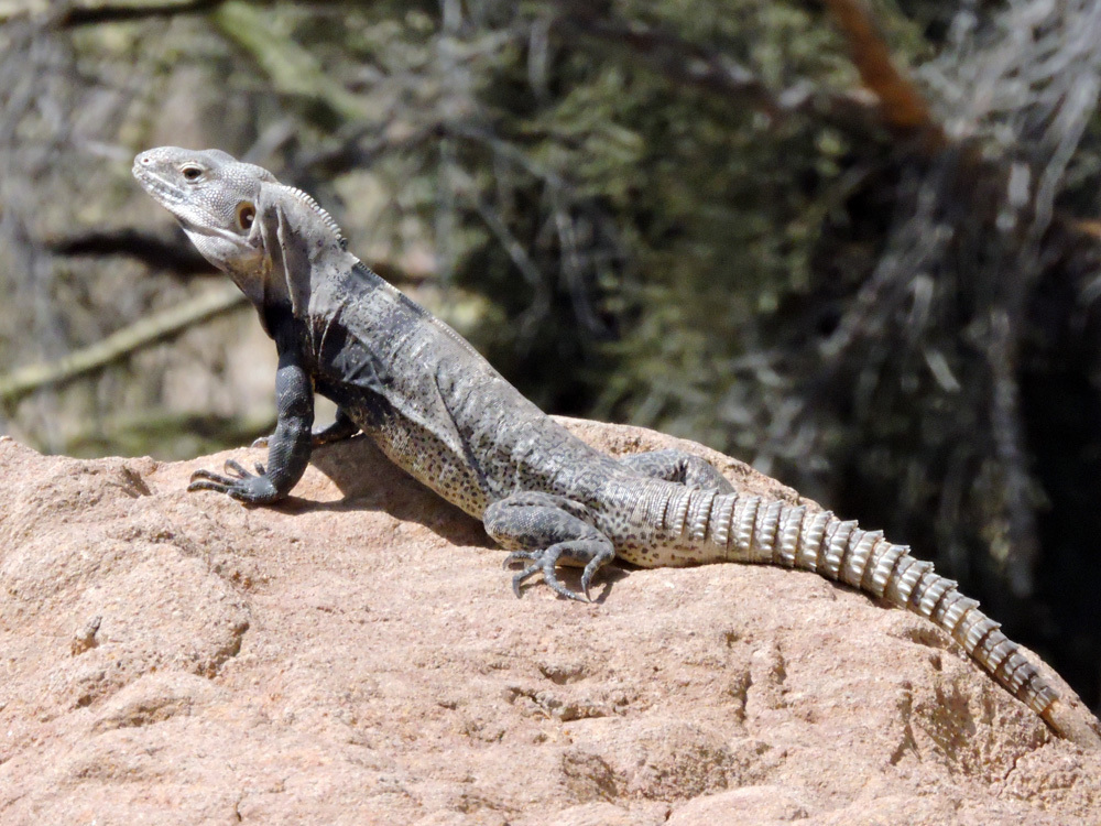 San Esteban Island × Sonoran Spiny-tailed Iguana