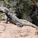 San Esteban Island × Sonoran Spiny-tailed Iguana - Photo (c) David Bygott, some rights reserved (CC BY-NC), uploaded by David Bygott