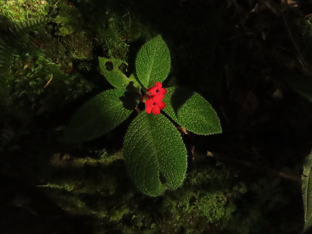 Episcia reptans from Puerto Concordia, Meta, Colombia on June 25, 2023 ...