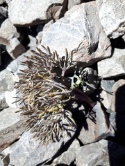 Lignocarpa carnosula