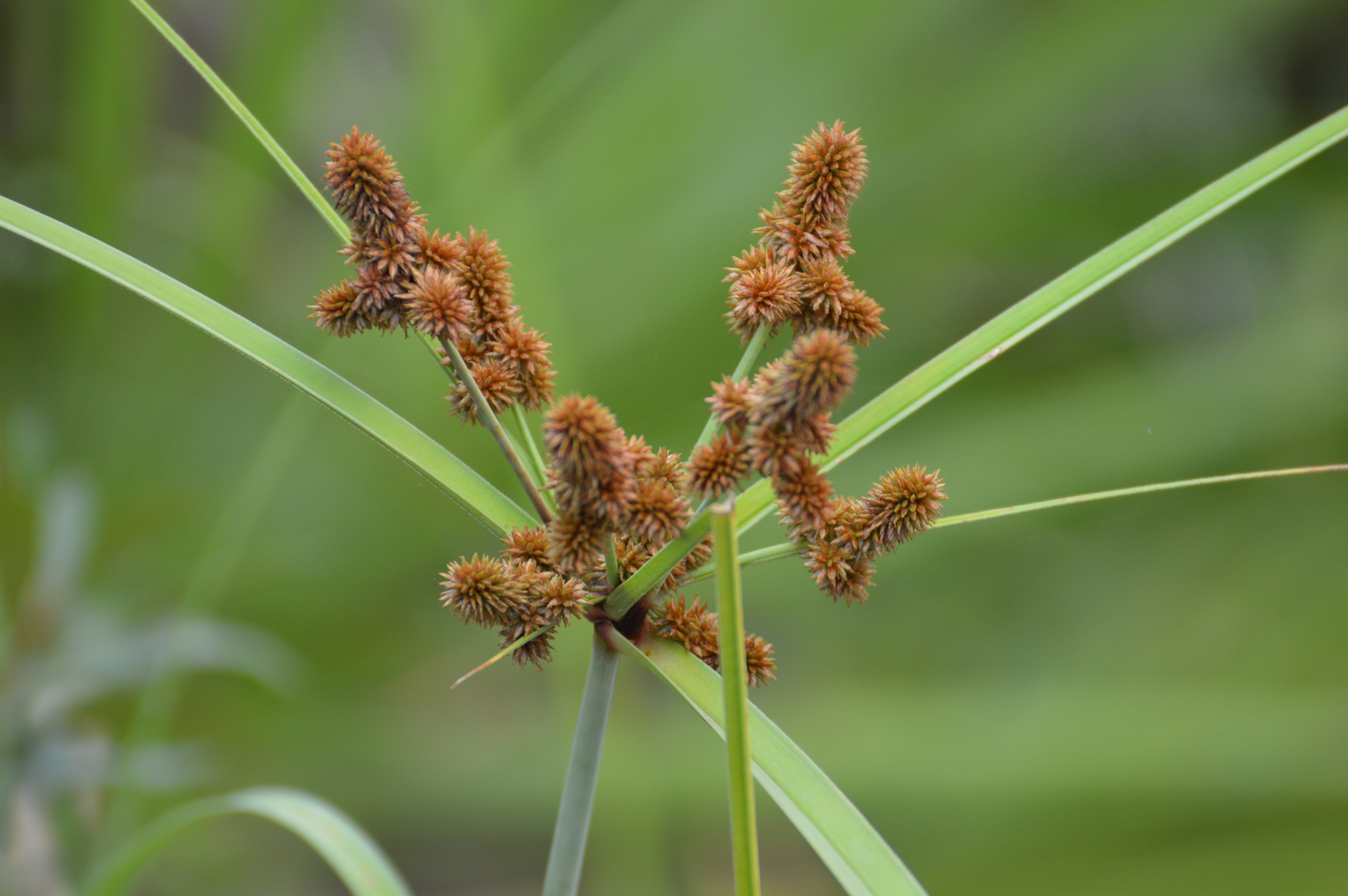 Cyperus ligularis