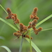 Swamp Flatsedge - Photo (c) Robby Deans, some rights reserved (CC BY-NC), uploaded by Robby Deans