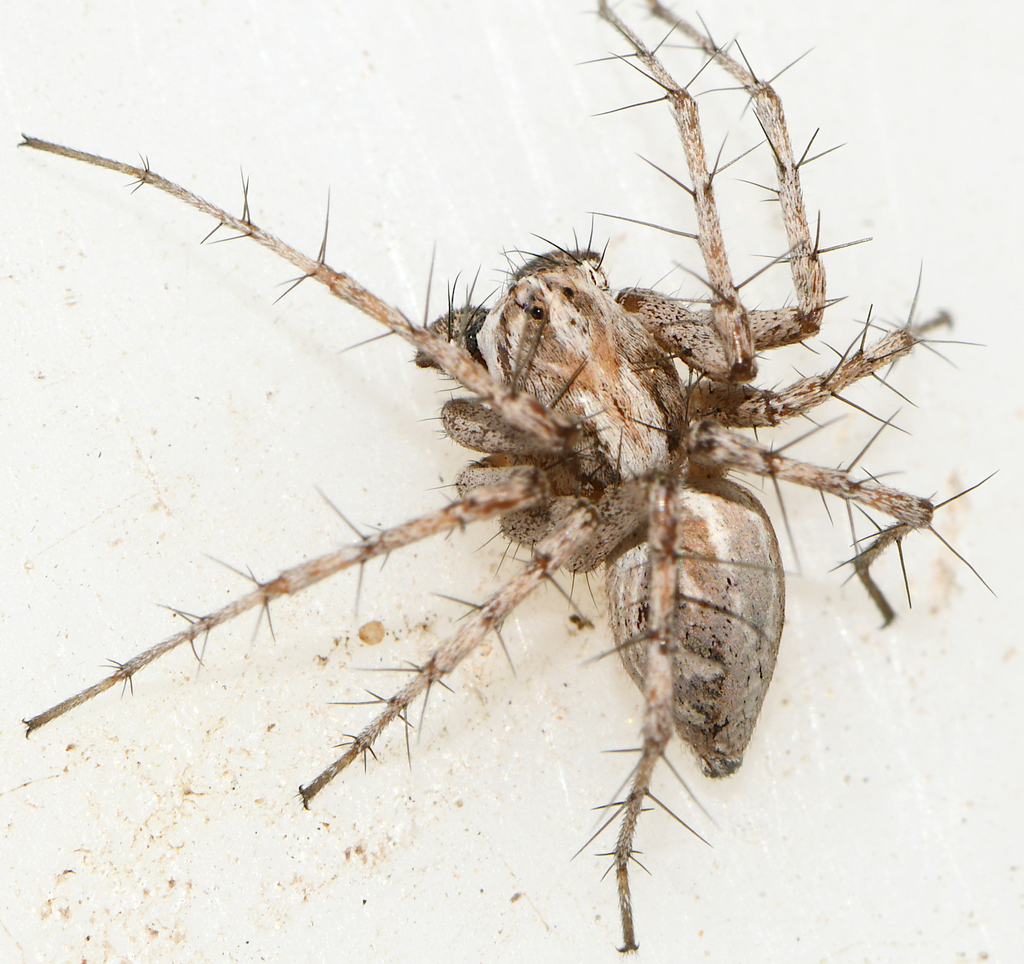 Oxyopes mediterraneus