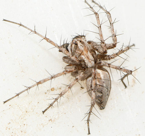 Oxyopes mediterraneus