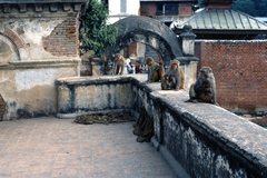 Macaca mulatta