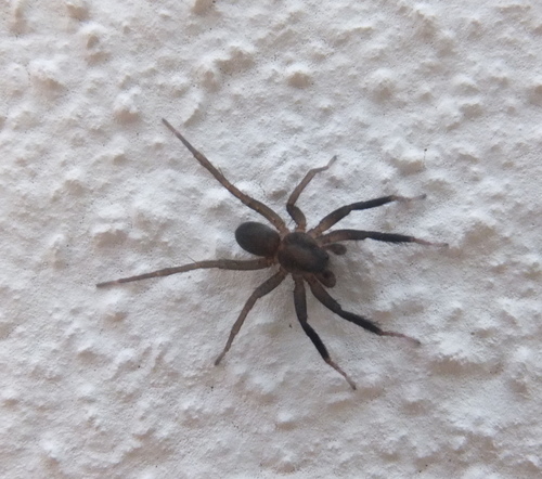 Trabea paradoxa