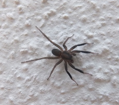 Trabea paradoxa