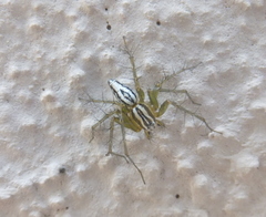 Oxyopes lineatus