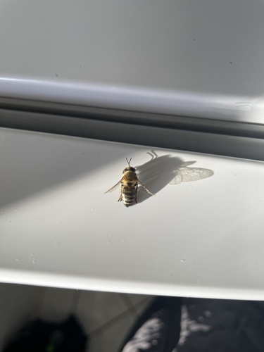 Western Honey Bee