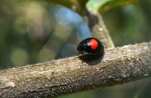 Cactus Lady Beetle photo 4