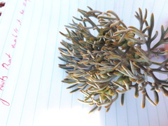Lignocarpa carnosula