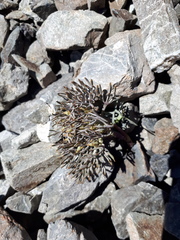 Lignocarpa carnosula