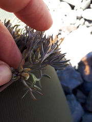 Lignocarpa carnosula