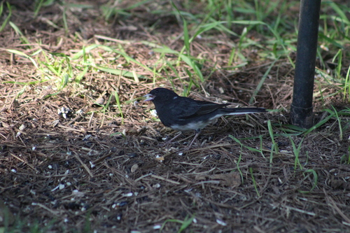 Junco hyemalis image