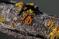 Athallia pyracea