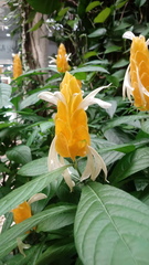 Pachystachys lutea