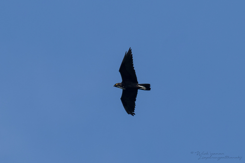 Bat Hawk