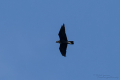 Bat Hawk photo 5
