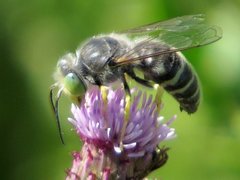 Bembix americana spinolae