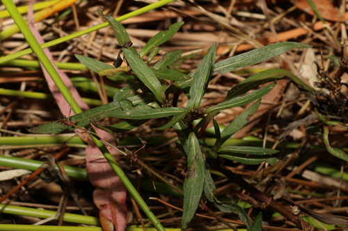 Image of Hygrophila angustifolia by (c) Greg Tasney, some rights reserved (CC BY-SA)