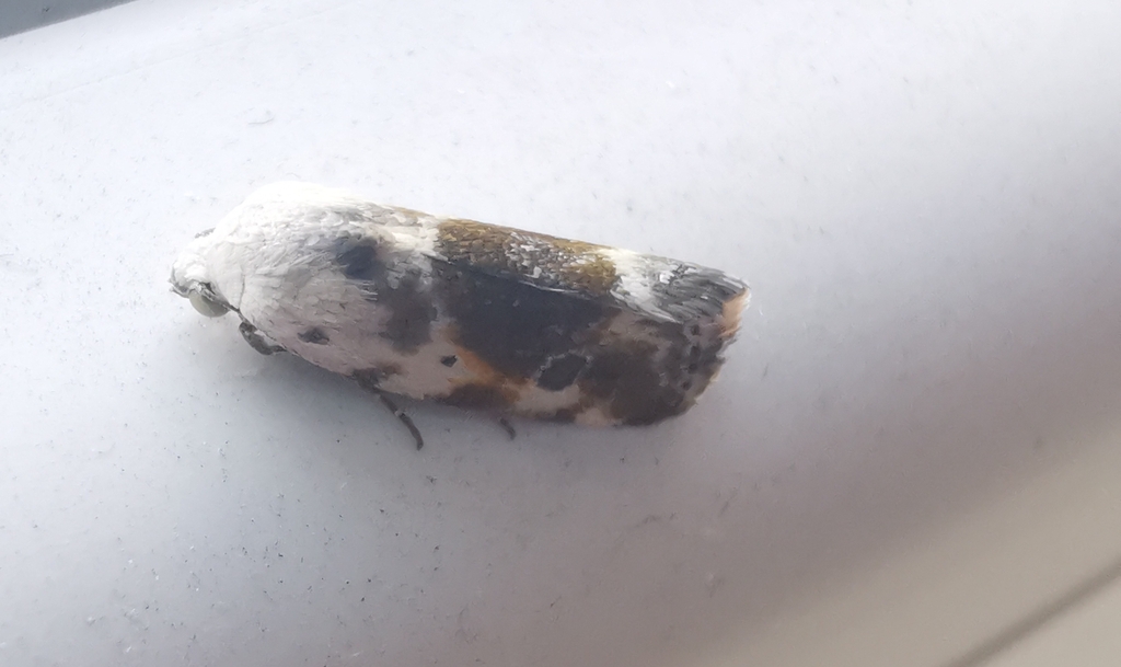 Acontia candefacta