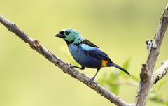 Seven-Colored Tanager photo 2