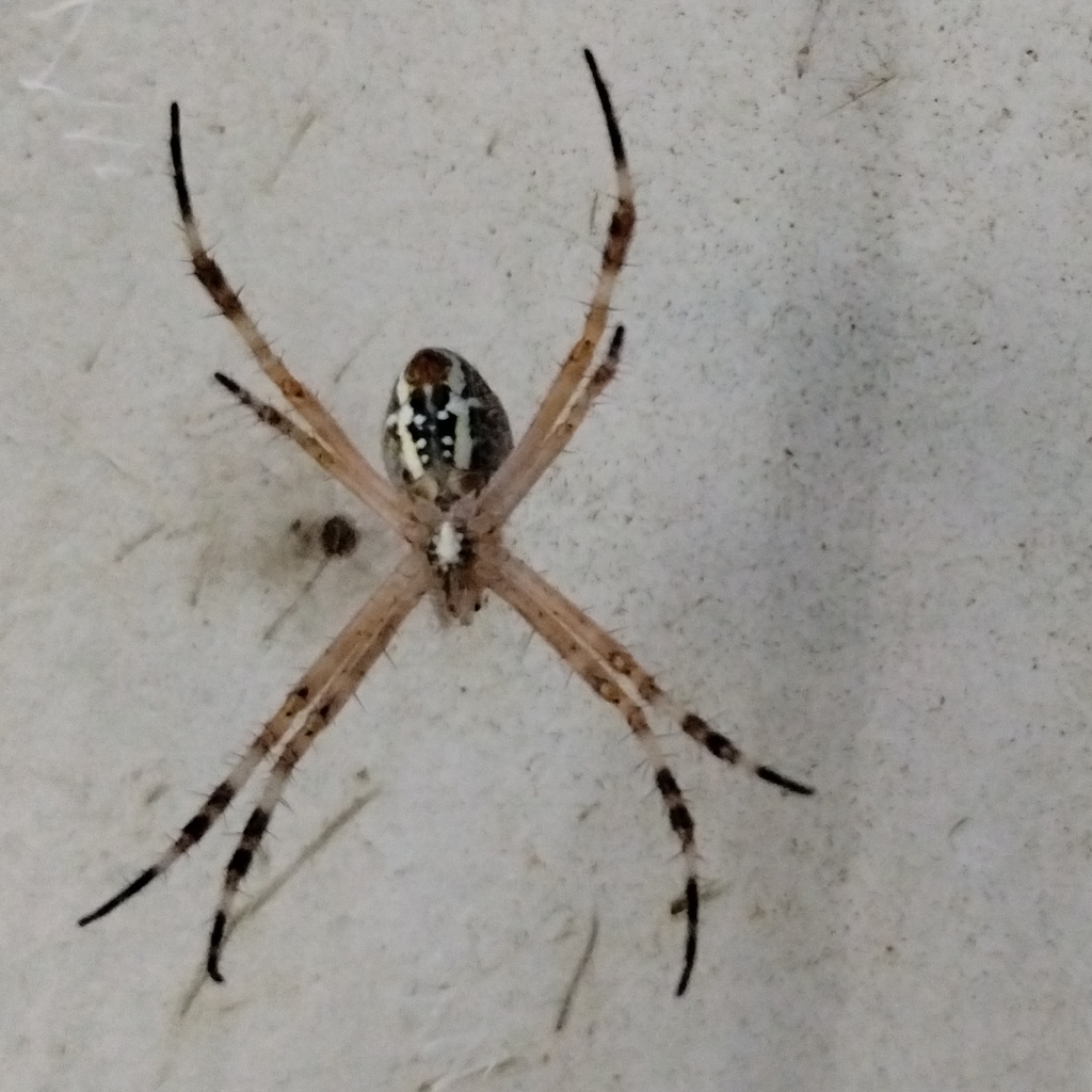 Radon Saint Andrew's Cross Spider from Limmen NT 0852, Australia on ...