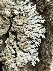 Physconia grumosa