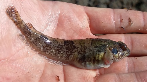 Botneus-klipvis (Clinus cottoides) — Clinidae — 2