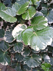 Polyscias balfouriana