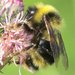 Fernald's Cuckoo Bumble Bee - Photo (c) Stuart Tingley, some rights reserved (CC BY-NC), uploaded by Stuart Tingley