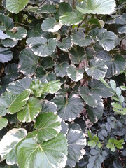 Polyscias balfouriana