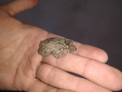 Scinax acuminatus