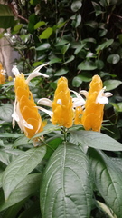 Pachystachys lutea